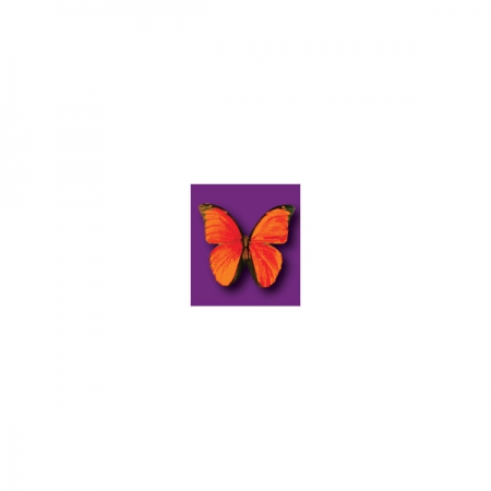 Wafer Paper Butterflies Vivid  15Pce Orange