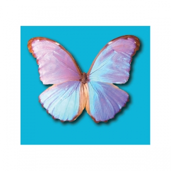 Wafer Paper Butterflies Enchanted 15Pce